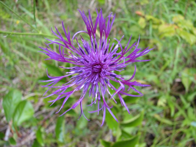 Centaurée scabieuse